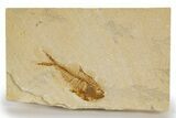 Detailed Fossil Fish (Diplomystus) - Wyoming #318620-1